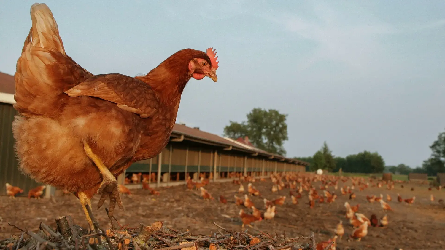 Kippen buiten stal