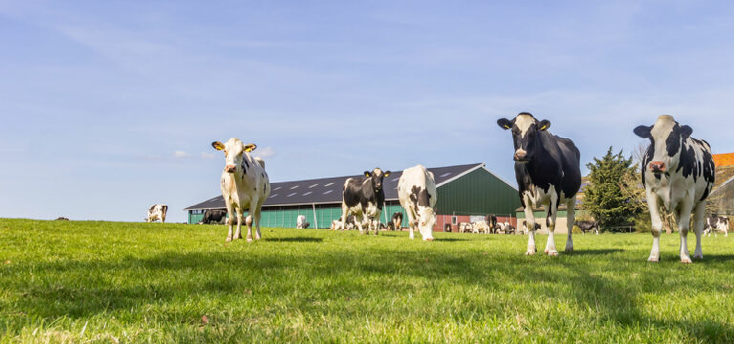 Melkvee met stal op achtergrond